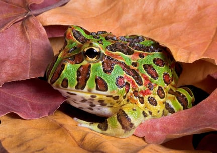 sapo pac-man: imagem de um sapo colorido no meio de folhas