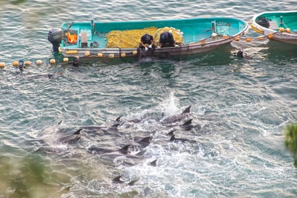 Imagem de pescadores em um barco no meio do mar caçando golfinhos em Taiji