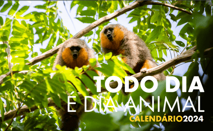 Capa do calendário 2024