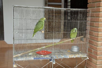 Dois papagaios em uma gaiola retangular, no quintal de uma casa