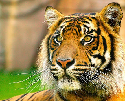  Caption: A captive Sumatran tiger in an Australian zoo. Credit Line: Shannon Plummer