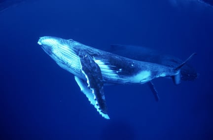 baleia embaixo d'água, em alto mar