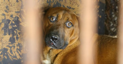 Cachorro caramelo deitado, atrás de grades, com os olhos de assustado