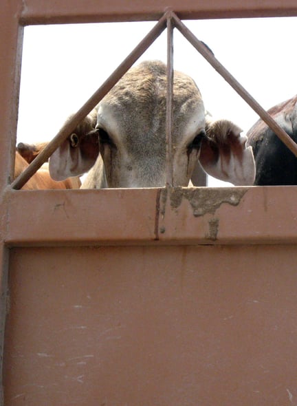 Transporte de animais: por que as novas regras são importantes para o Brasil?