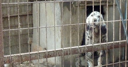 Cachorro branco com manchas pretas está atrás de uma grade, onde é mantido pela indústria da carne de cachorro na Coreia do Sul