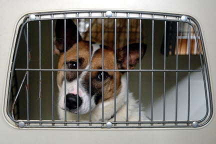 Nova medida do CFMV ajuda a coibir maus-tratos em pet shops e feiras
