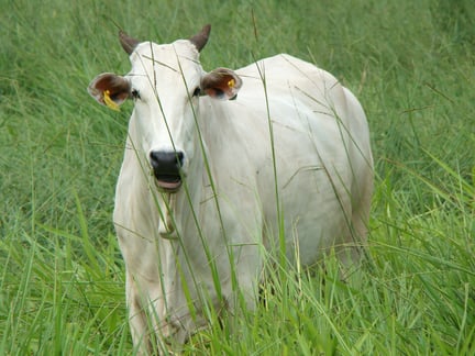 IEPEC oferece curso online sobre manejo de bovinos e bem-estar animal