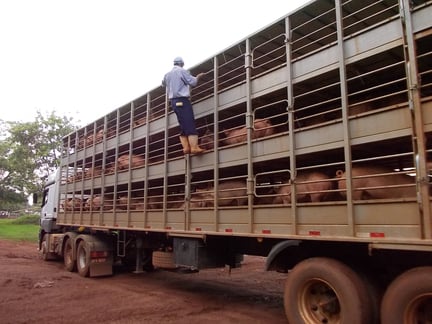 Suinos transportados em carreta