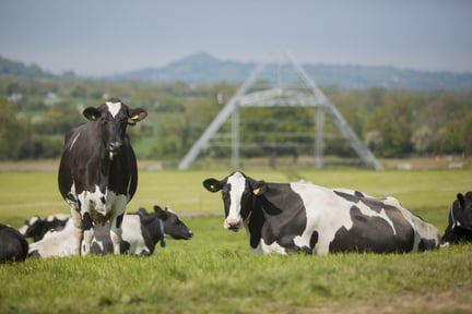Grupo de vacas malhadas (preto e branco) ao ar livre, deitadas e em pé na grama