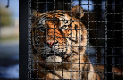 Tigre volta à exibição pública após tragédia em Zoo de Cascavel 