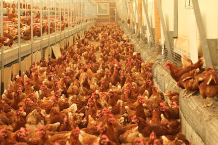 Calor intenso mata milhares de frangos por todo país