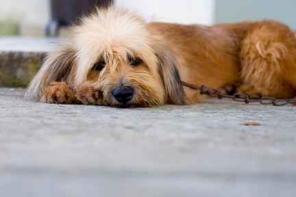 Acorrentar animais é cruel e pode torná-los mais agressivos