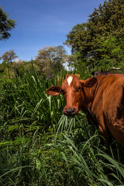 Equipe da WSPA é finalista em prêmio de Bem-estar Animal