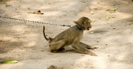 Macaco preso por uma corrente, que está atrelada ao seu pescoço, em um local que mantém macacos em cativeiro para serem explorados para entretenimento