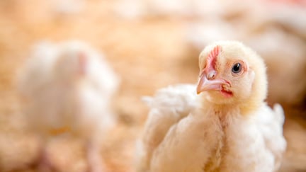 28 day old broiler chickens crammed together in a chicken shed