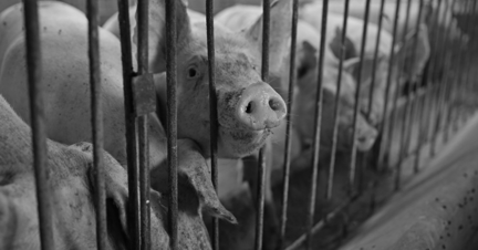 Cerdos en una granja industrial