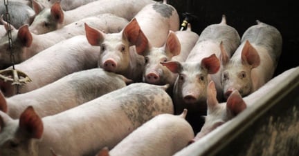 Pigs in a group pen