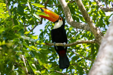 A wild toucan in a tree