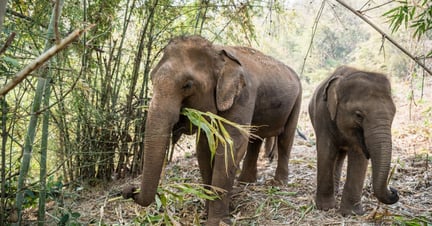 Why Mother Nature is such a good mum