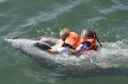 Delfin i fångenskap tvingas underhålla turister