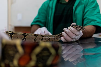 Cobra machucada em mesa com médico veterinário