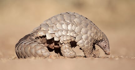 Um pangolim selvagem no deserto