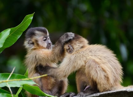 Wild young capuchin monkeys - Mauricio Forlani/ World Animal Protection Brazil