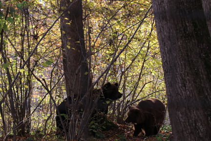 Timka e Alisa, dois ursos marrons, em meio à natureza no santuário AMP Libearty