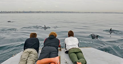 Algoa Bay i Sydafrika er udnævnt til Whale Heritage Site