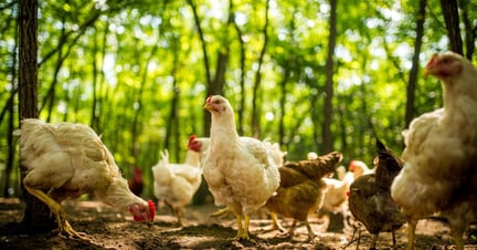 Free range chickens on a traditional poultry farm.