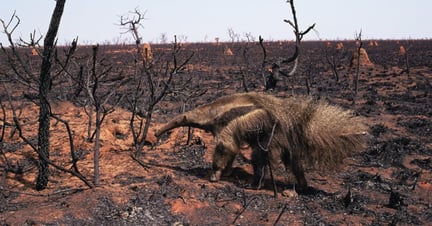 Tamanduá-bandeira andando em meio à área completamente devastada pelo fogo no Pantanal