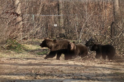 Mãe ursa e seus dois filhotes no santuário após serem resgatados
