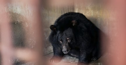 Urso preto asiático dentro de uma jaula, sentado e olhando em direção à câmera