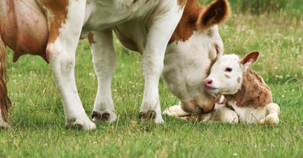 Uma vaca, branca e marrom, está com a cabeça baixa lambendo seu filhote, que está deitado na grama