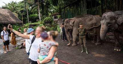 Casal de turistas, com uma criança no colo, posam para selfie com elefantes que estão ao fundo