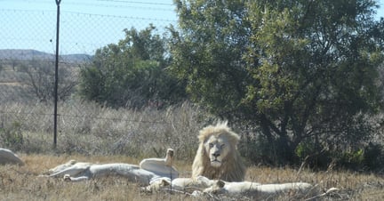 Leões criados em cativeiro na África Sul, atrás de grades.
