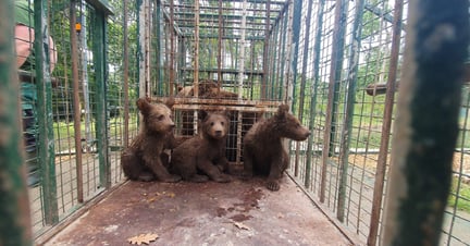 Três filhotes de urso marrom, que foram resgatados na Romênia, estão dentro de uma gaiola para transportá-los até o santuário.