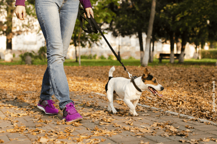 Tutor passeando com cachorro em um parque