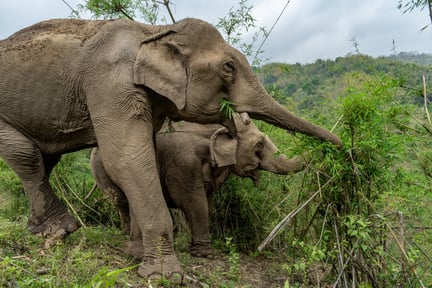 ปางช้าง Elephant Peace Project
