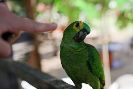 Dedo aponta para papagaio-verdadeiro em cativeiro - World Animal Protection