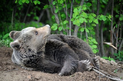 World Animal Protection inaugura o maior santuário de ursos da Europa