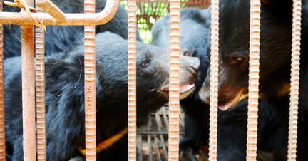 Bear bile bears in a cage