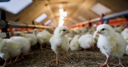 Chickens on a farm - World Animal Protection