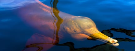 El turismo responsable evita la matanza del delfín rosado
