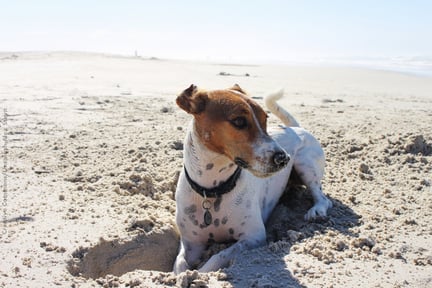 cachorro deitado na areia da praia