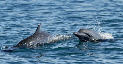 Dois golfinhos no mar