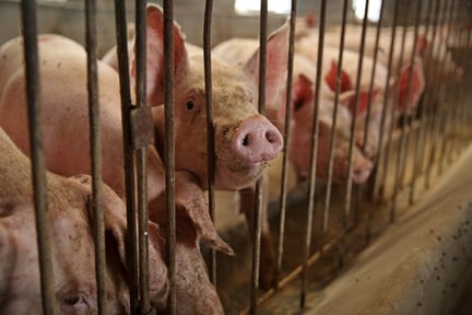 A group of mother pigs at feeding time. Production of animal feed is worsening the climate crisis.