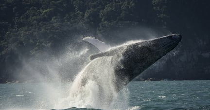 Baleia em vida livre pulando do mar