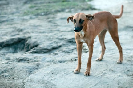 Chacina de 31 cães na Paraíba é cruel e um retrocesso para saúde pública