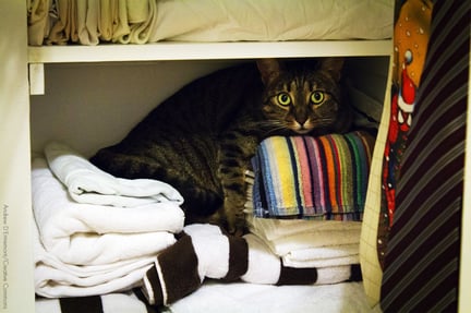 Gato assustado escondido em meio às toalhas no armário